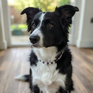 Moonlight Guardian Pet Crystal Collar - Amethyst Pet Collar - SoulVibeCo
