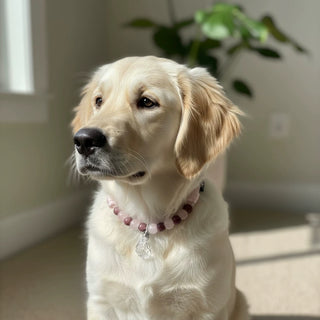 Tender Heart Pet Crystal Collar - Rose Crystal Cat & Dog Collar - SoulVibeCo
